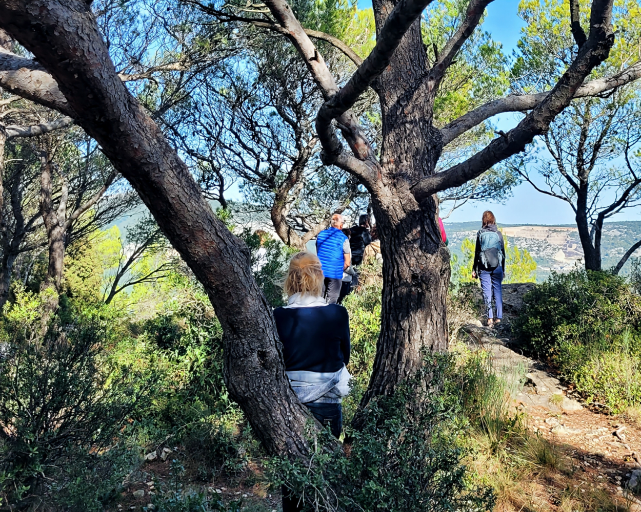 Les pins du Mont Faron
