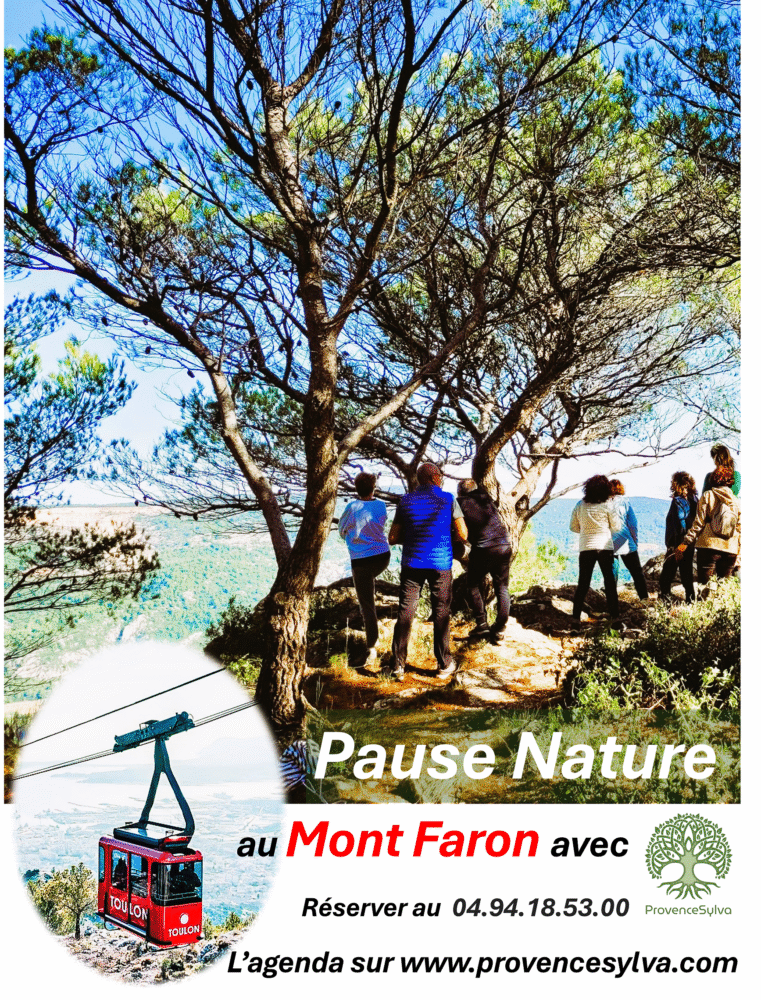 Affiche bain de forêt au Mont Faron
