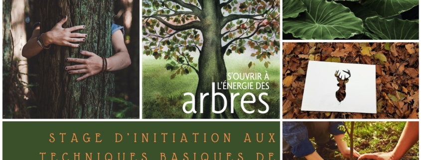 Stage initiation sylvothérapie