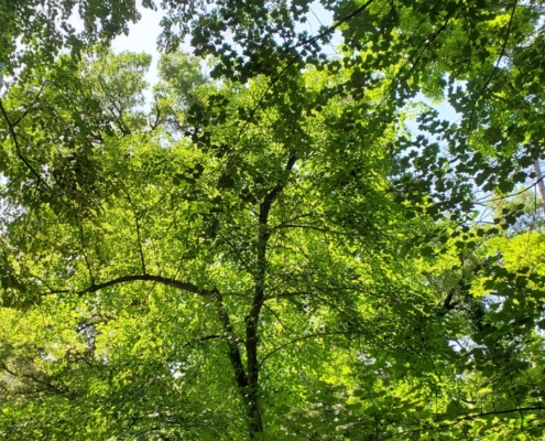 Nuits des forets 2026