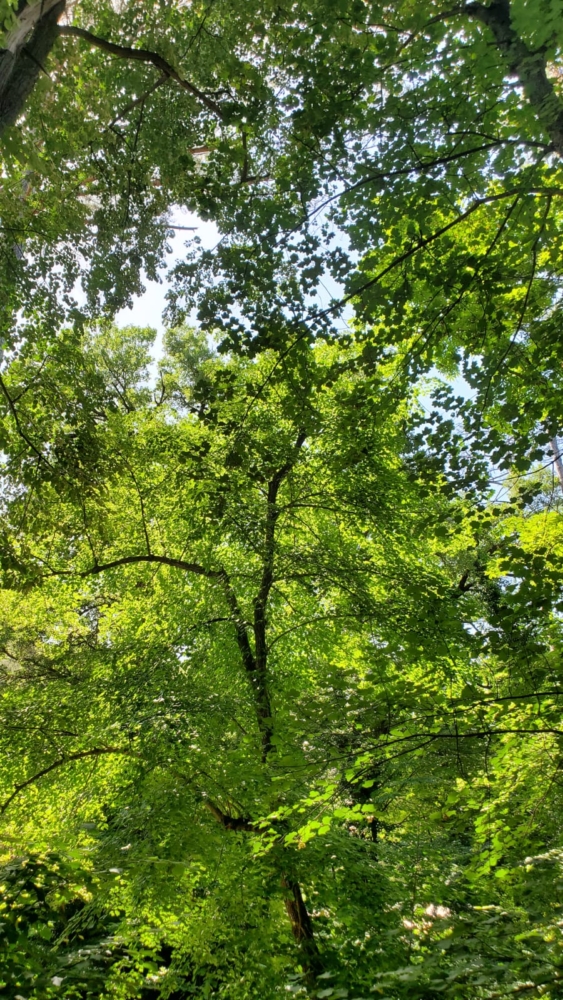 Nuits des forets 2026 Nuits des forets 2026