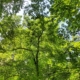 Nuits des forets 2026