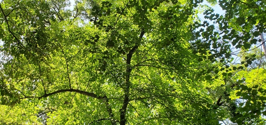 Nuits des forets 2026