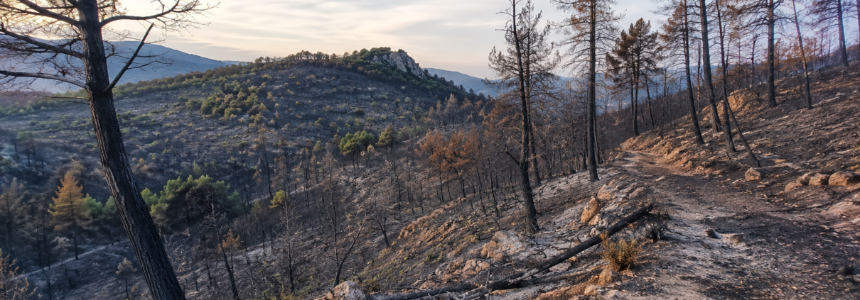 foret provençale calcinée après incendie de l'été