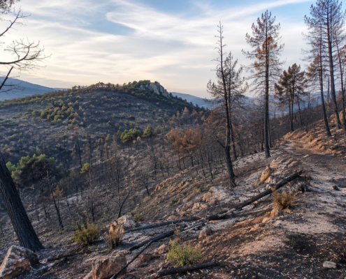 foret provençale calcinée après incendie de l'été