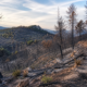 foret provençale calcinée après incendie de l'été